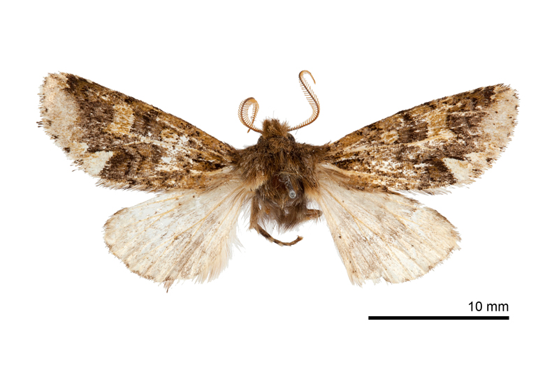 Taipsaphida curiosa Male
